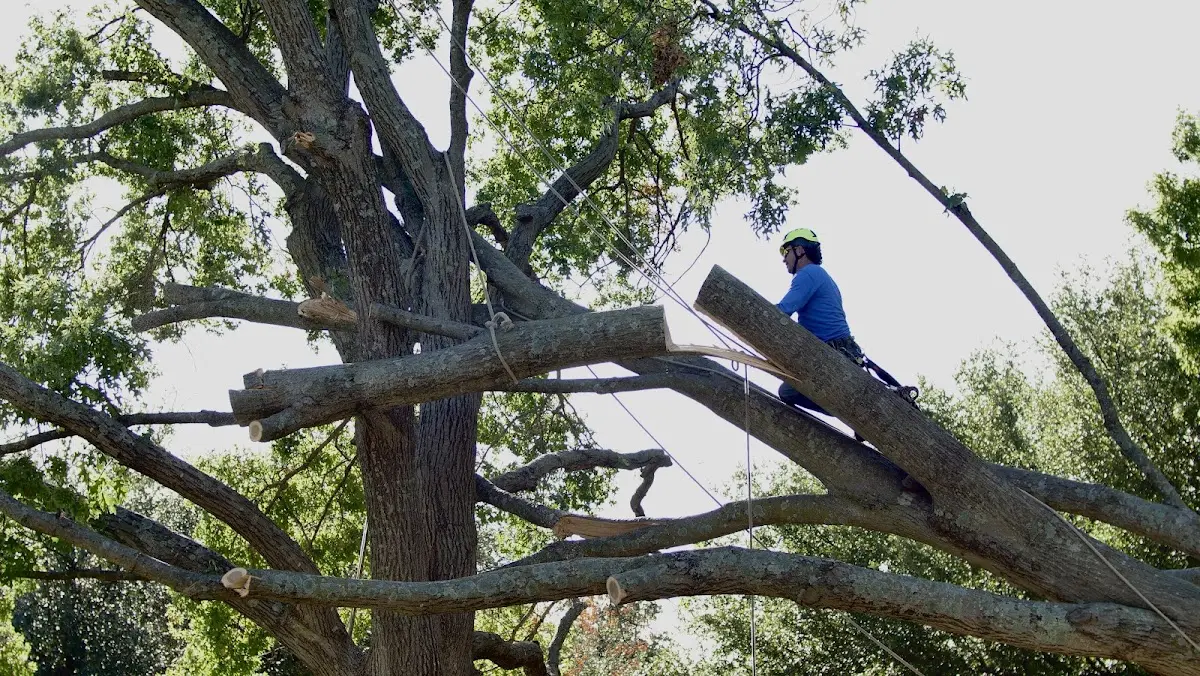 Professional Crown Thinning performed by certified arborists in Pleasant Prairie
